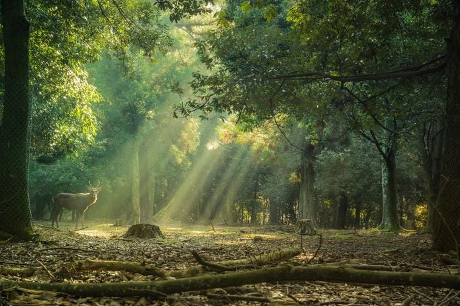 Chú hươu Sika ngơ ngác trong khu rừng cổ Kasuga ở Nara, cố đô Nhật Bản. Ánh nắng chiều tà rọi xuống khoảnh đất chú hươu đang đứng giúp ta có được một bức tranh  phong cảnh đẹp mà ít người ngờ tới.